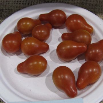 Tomate Poire Rouge en godet - Tomate cerise