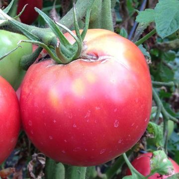 Tomate Crimson Crush en plants GREFFES
