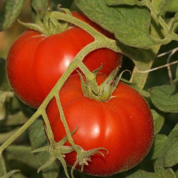 Tomate Saint Pierre - Solanum lycopersicum 