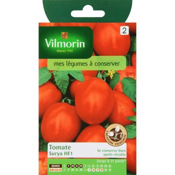 Tomate Surya HF1 - Vilmorin