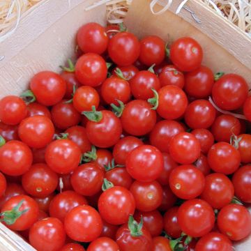 Tomate Sweetbaby F1 en plants - Tomate-cerise