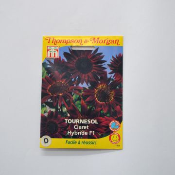 Graines de Tournesol Claret - Helianthus annuus x F1 Claret