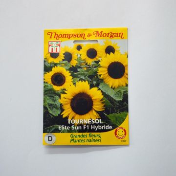 Graines de Tournesol Elite Sun F1 - Helianthus annuus