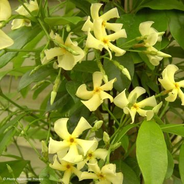 Trachelospermum asiaticum - Faux jasmin jaune