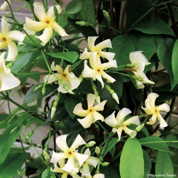 Trachelospermum asiaticum Chili & Vanilla - Faux-jasmin