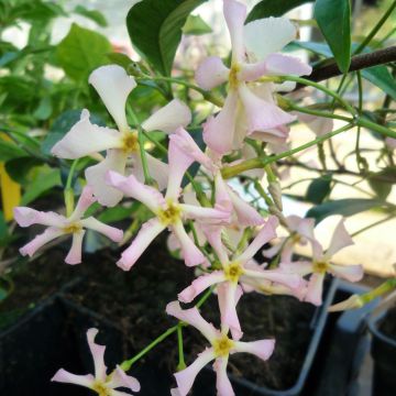 Trachelospermum asiaticum Pink Showers - Jasmin étoilé