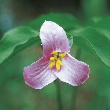 Trillium catesbyi (catesbaei)