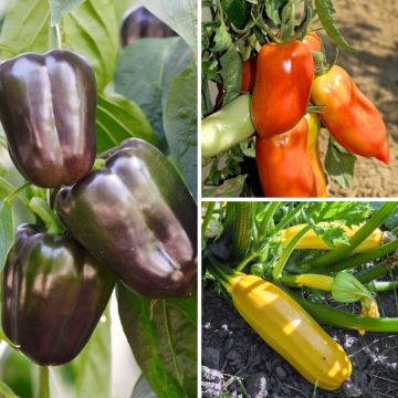 Trio terrasse productive avec tomate, courgette et poivron