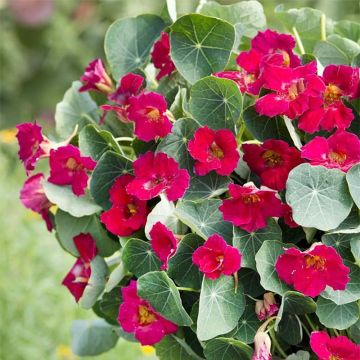 Capucine Baby Rose - Tropaeolum minus