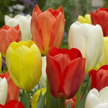 Tulipes fosteriana en mélange