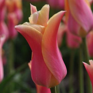 Tulipe Fleur de Lis Marianne