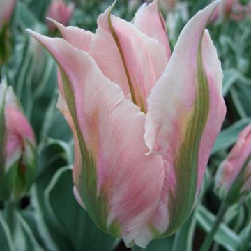 Tulipe viridiflora China Town