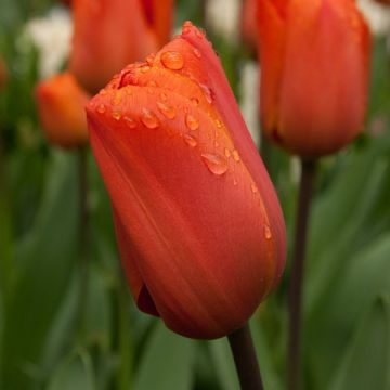 Tulipe Triomphe Annie Schilder