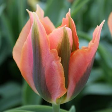 Tulipe viridiflora Artist