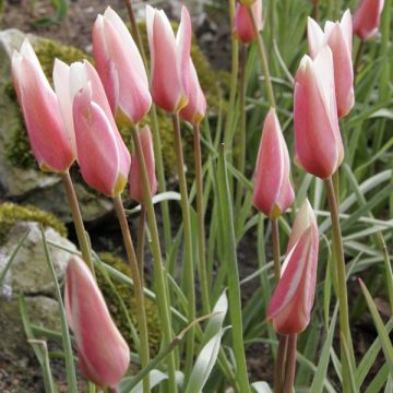 Tulipe Clusiana Lady Jane