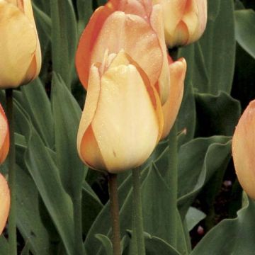 Tulipe Darwin Daydream