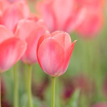 Hakuun, Tulipe hybride Darwin, 20 bulbes - Bulbes à fleurs automne / Tulipes  - Samen-Mauser