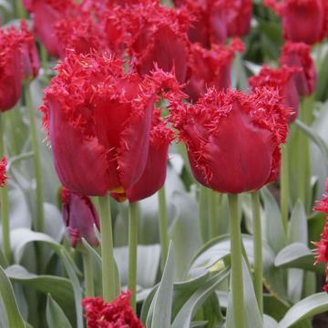 Tulipe dentelée Valery Gergiev