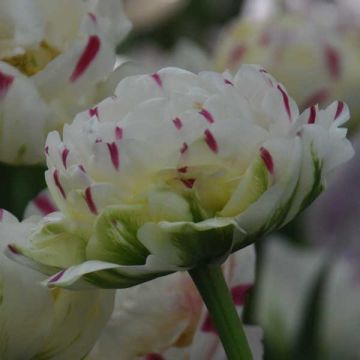 Tulipe double tardive Danceline