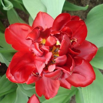 Tulipe Double Matrix