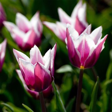 Tulipe Fleur de Lis Claudia