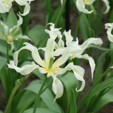 Tulipe Fleur de Lis Green Dance