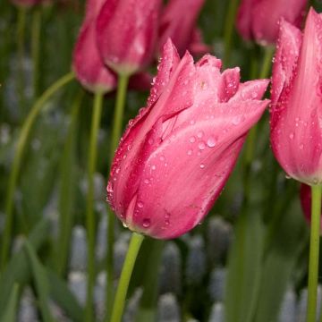 Tulipe Fleur De Lis Maytime