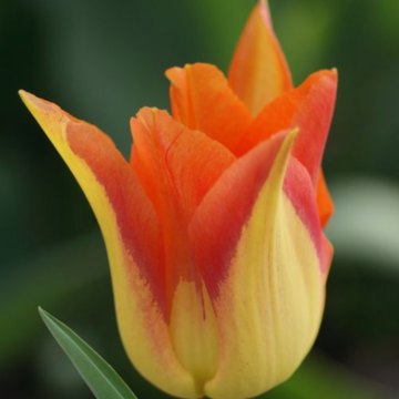 Tulipe Fleur de Lis Moonblush