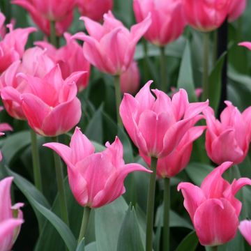 Tulipe Fleur de Lis Pretty Love
