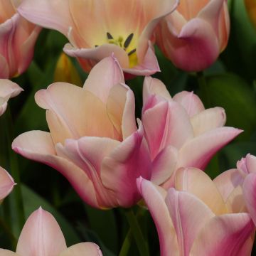 Tulipe Fleur de Lis Sanne
