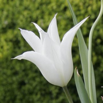 Tulipe Fleur de Lis Sapporo