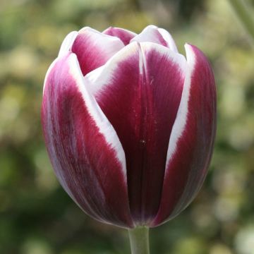 Tulipe Triomphe Fontainebleau