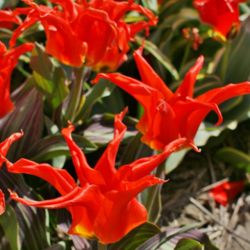 Tulipe fosteriana Rigas Barikades