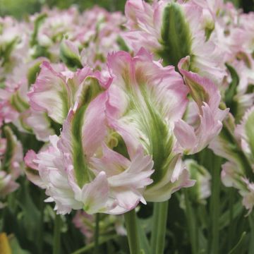 Tulipe Perroquet Greenwave