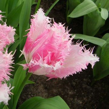 Tulipe dentelée Huis Ten Bosch