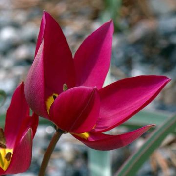 Tulipe botanique humilis Odalisque