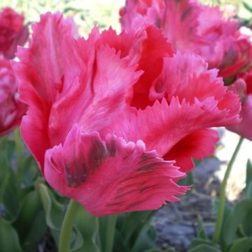Tulipe Perroquet Fantasy