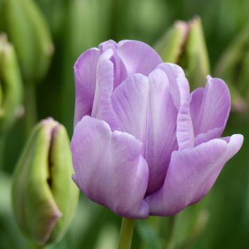 Tulipe Perroquet James Last