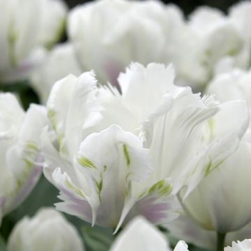 Tulipe Perroquet White Lizzard
