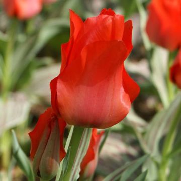 Tulipe botanique greigii Petit Chaperon Rouge
