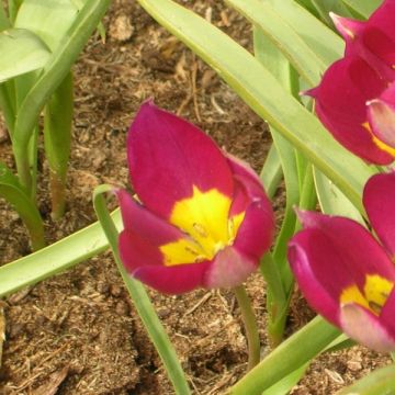 Tulipe botanique humilis Persian Pearl