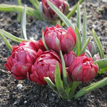 Tulipe botanique humilis double Tête à Tête