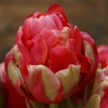 Tulipe double tardive Renown Unique