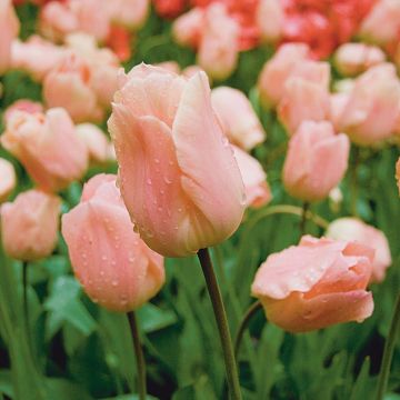 Tulipe simple hâtive Apricot Beauty