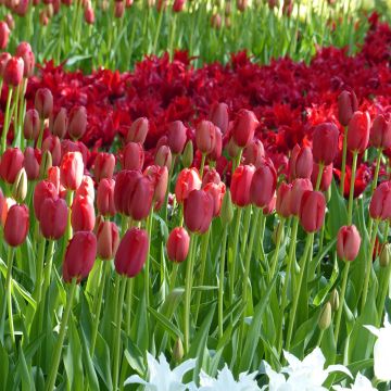 Tulipe simple tardive Sky High Scarlet