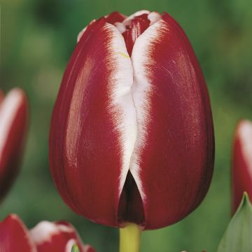 Tulipe triomphe Armani