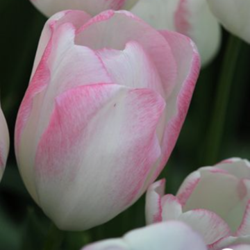Tulipe triomphe Graceland