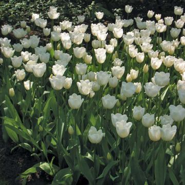 Tulipe Triomphe Hibernia