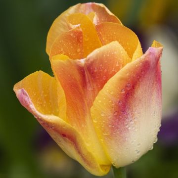 Tulipe triomphe Salmon Dynasty