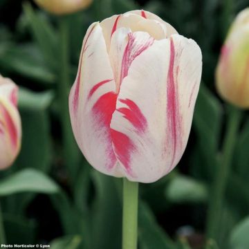 Tulipe simple tardive Sorbet